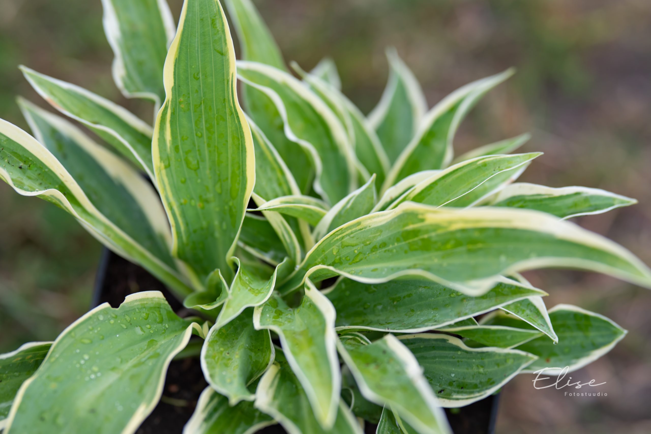 hosta Bobcat | Eliseaed | E-Pood