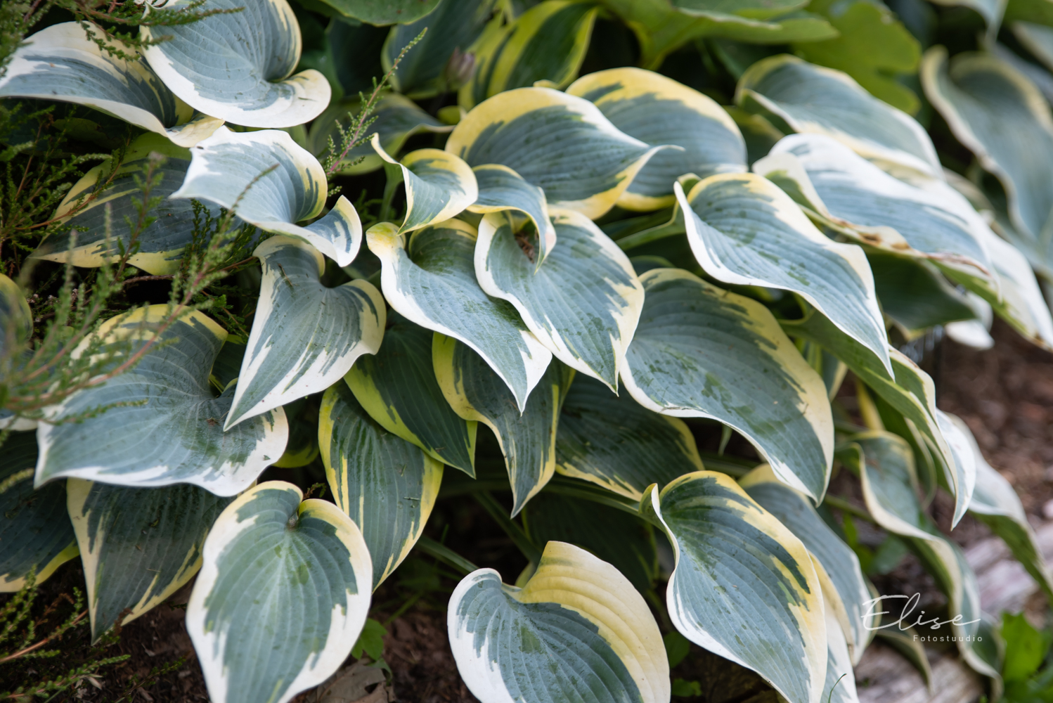 hosta `First Frost` | Eliseaed | E-Pood