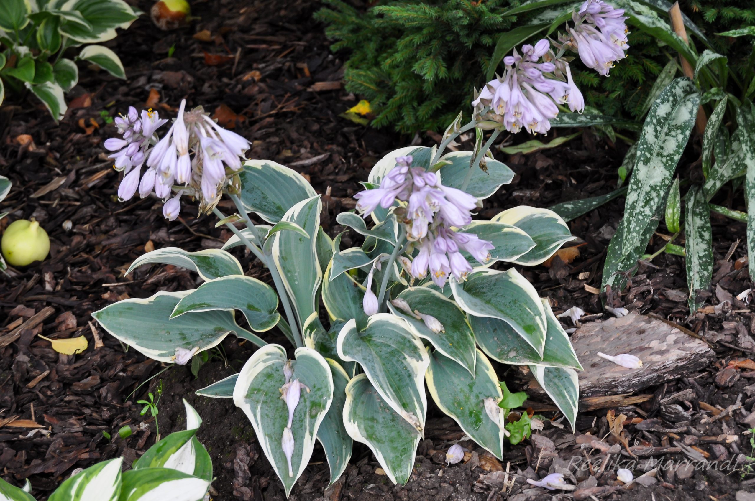 Hosta first frost eliseaed e pood