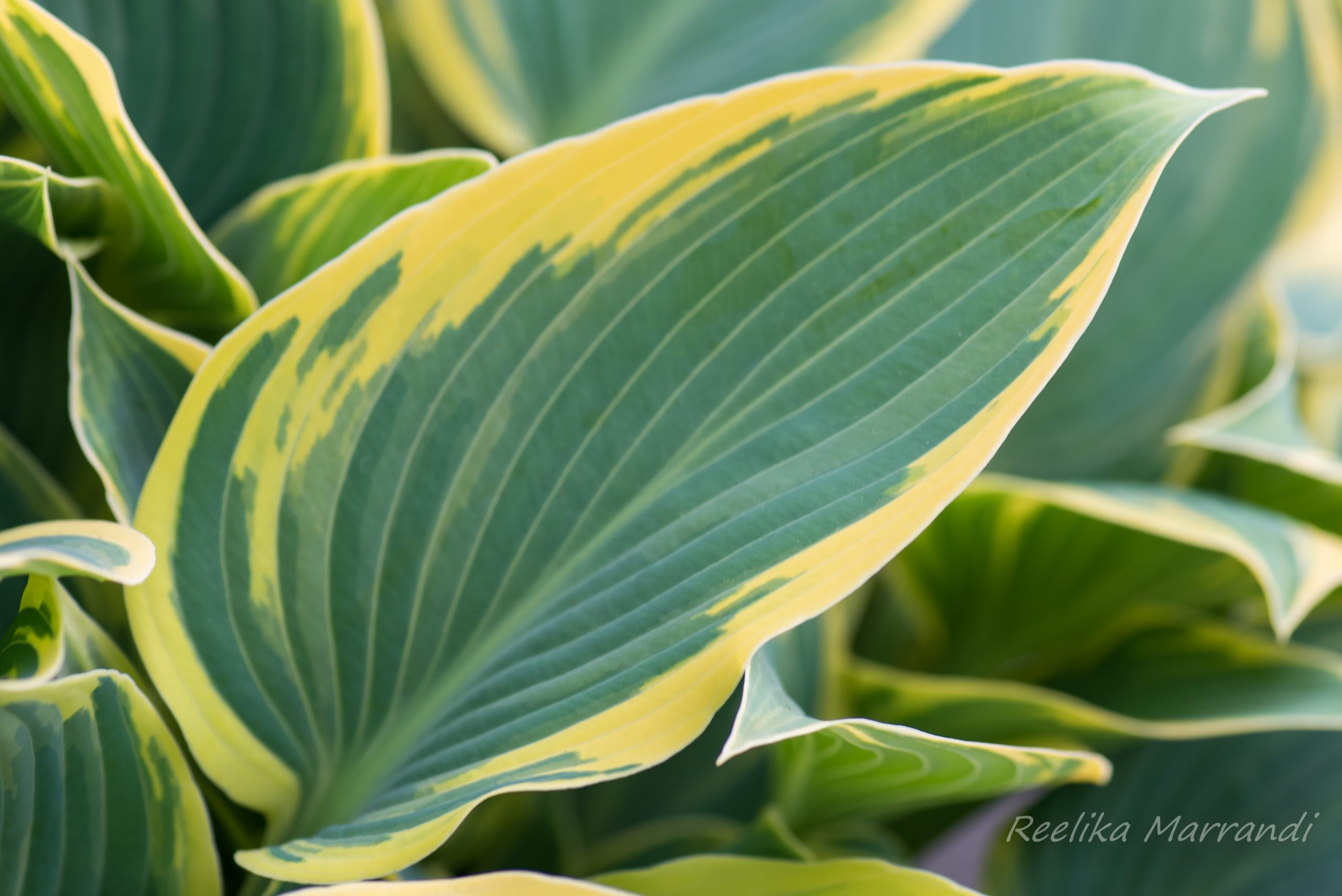 hosta `First Frost` | Eliseaed | E-Pood