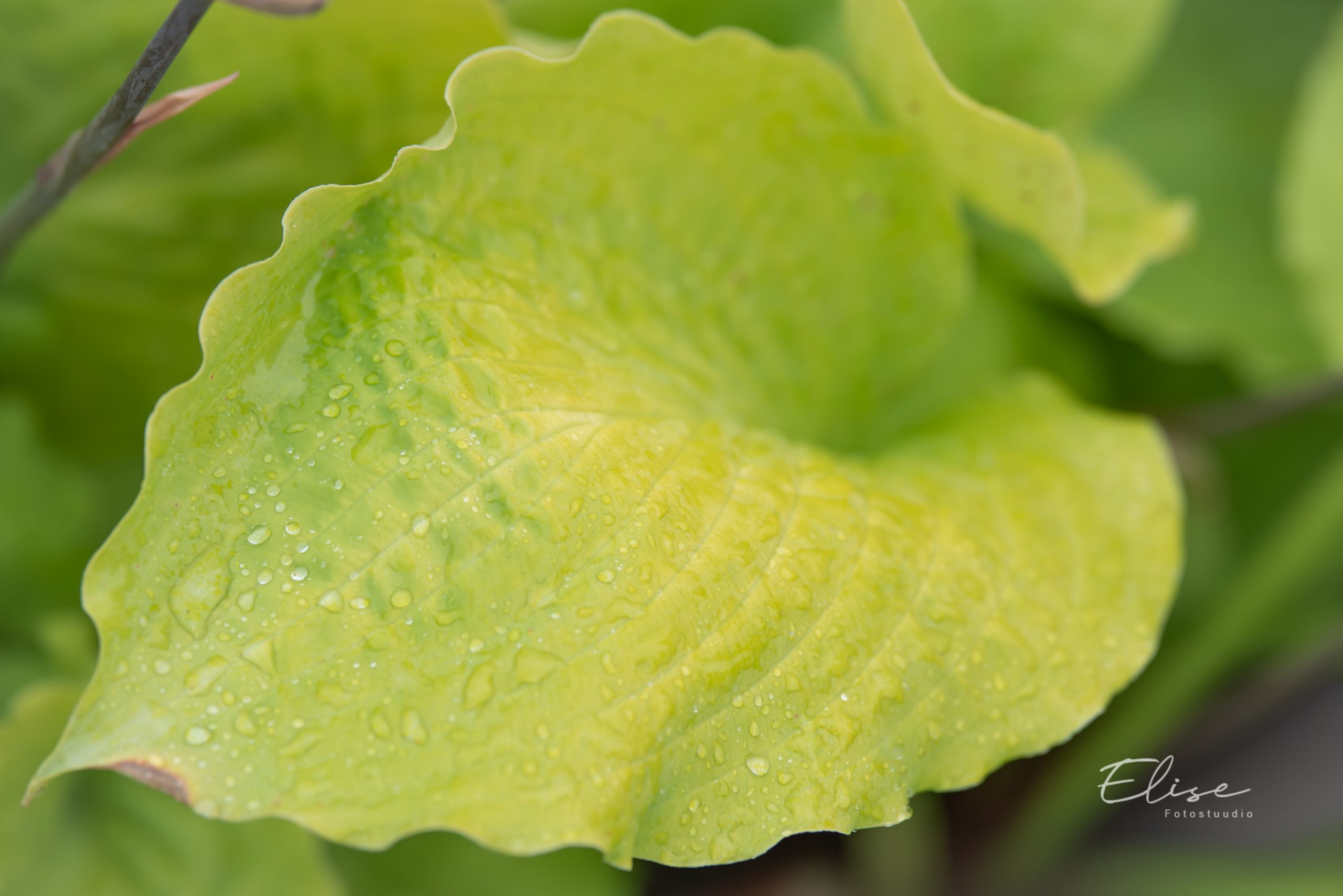 hosta `Squash Casserole` Eliseaed EPood