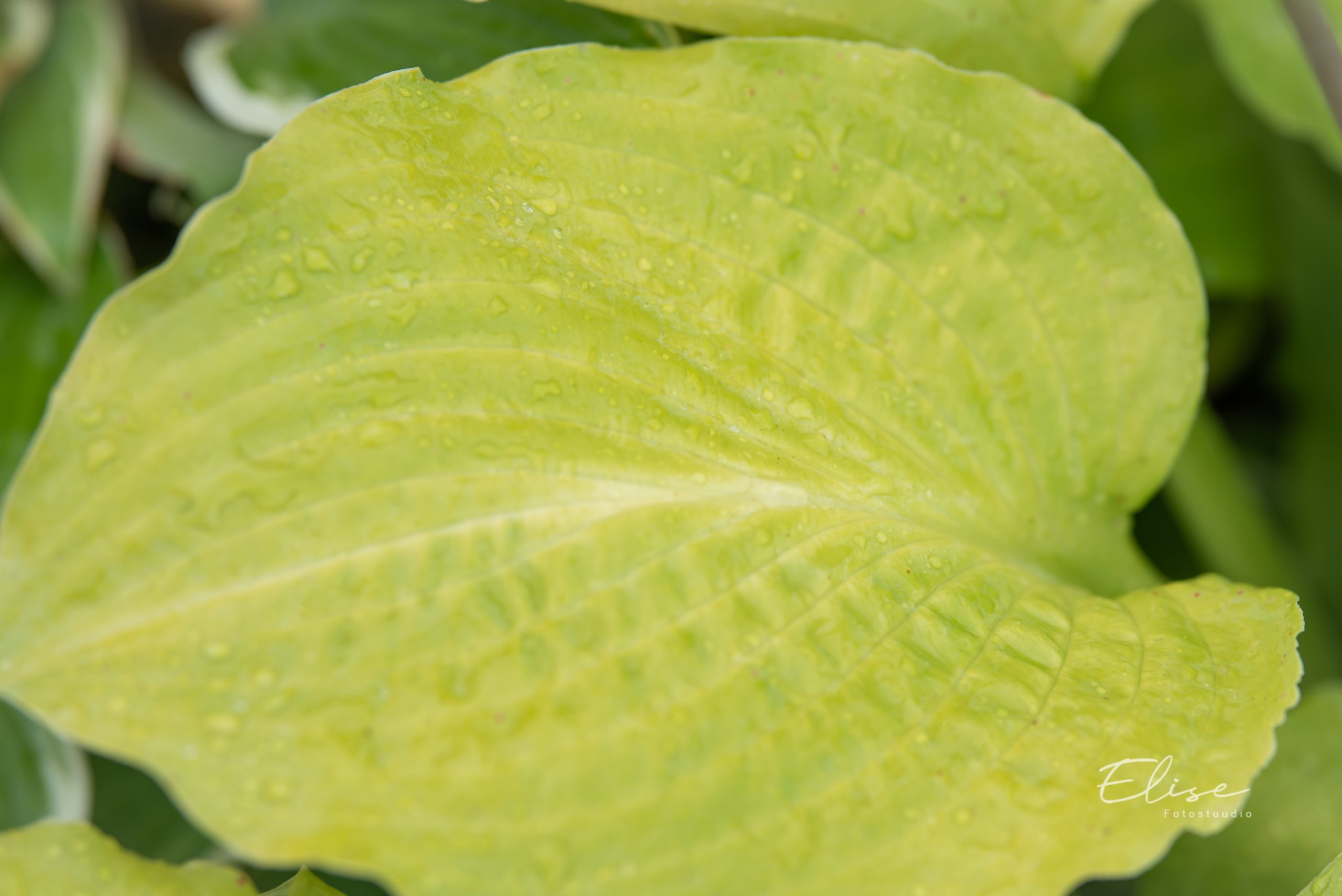hosta `Squash Casserole` Eliseaed EPood