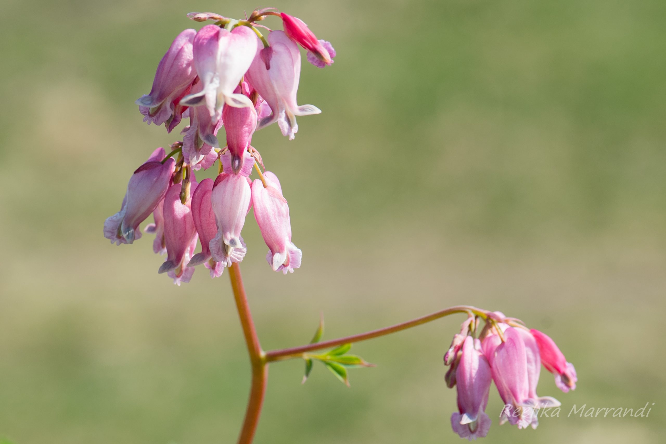 murtudsüda, kaunis `Luxuriant` | Eliseaed | E-Pood