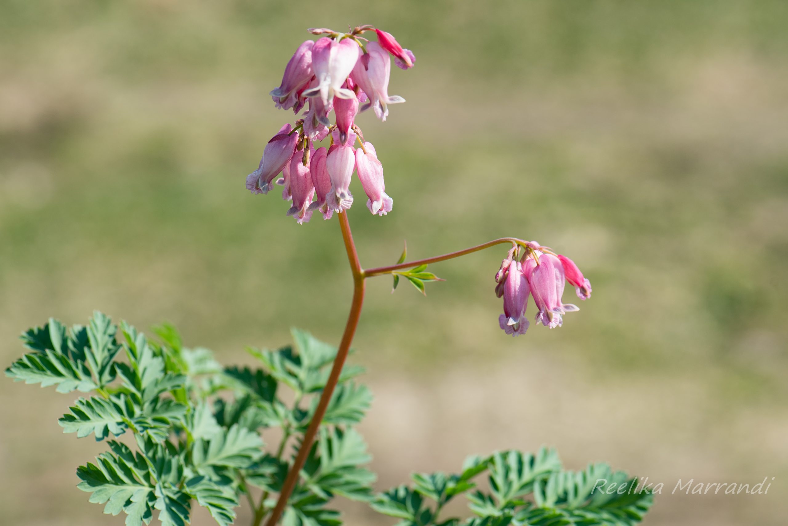 murtudsüda, kaunis `Luxuriant` | Eliseaed | E-Pood