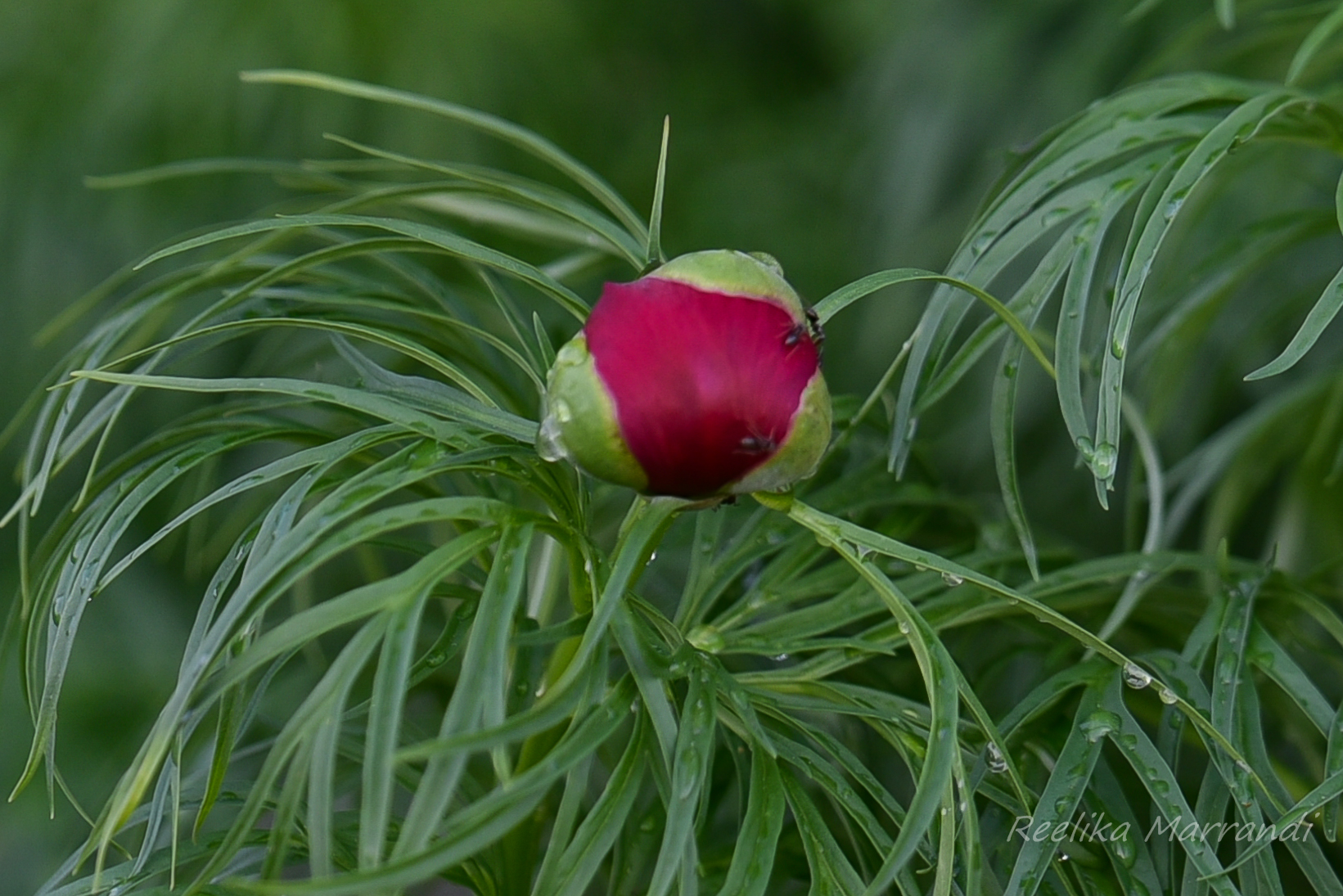 pojeng, ahtalehine | Eliseaed | E-Pood