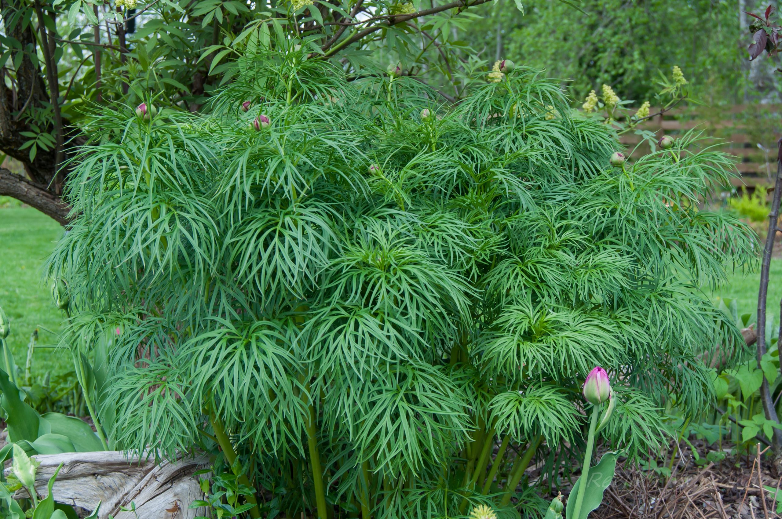 pojeng, ahtalehine | Eliseaed | E-Pood