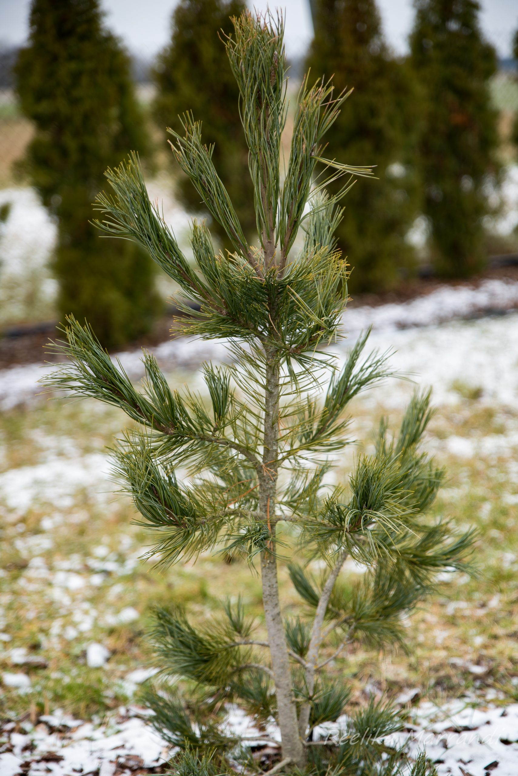 seedermänd, alpi | Eliseaed | E-Pood