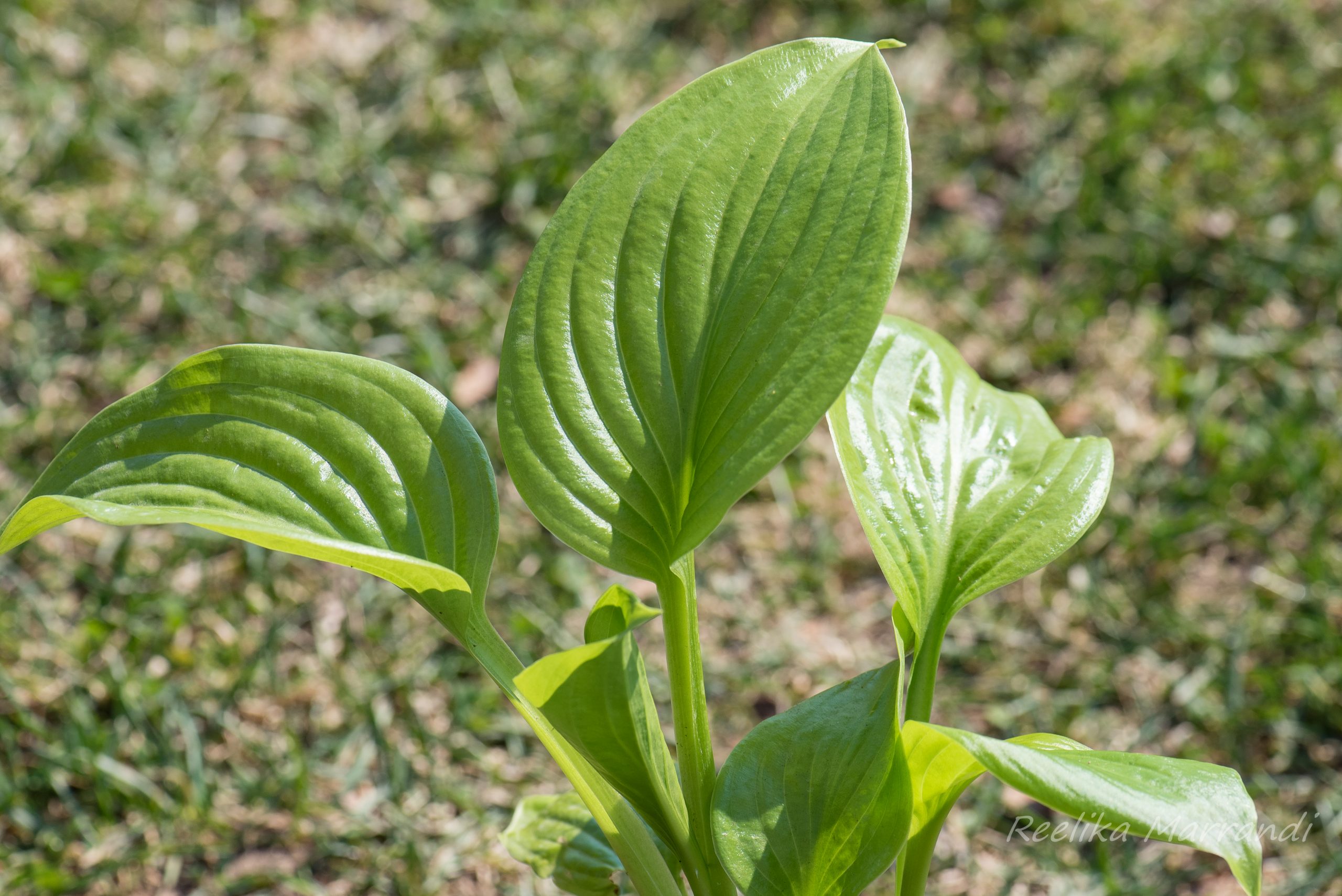 hosta Aphrodite | Eliseaed | E-Pood