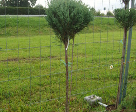 309_480_Juniper._Pa.JPG