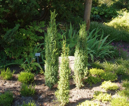 331_541_Juniperus_communis.JPG