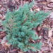 333_623_Junip._Blue_Forest.JPG