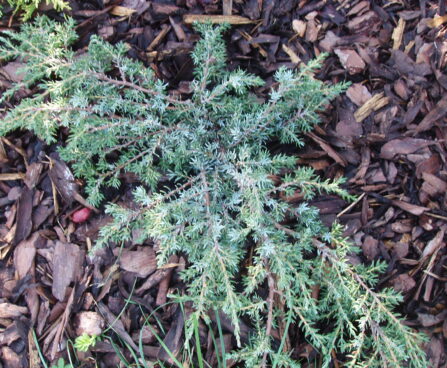 334_627_Juniperus..Minima_vist...JPG