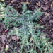 334_627_Juniperus..Minima_vist...JPG