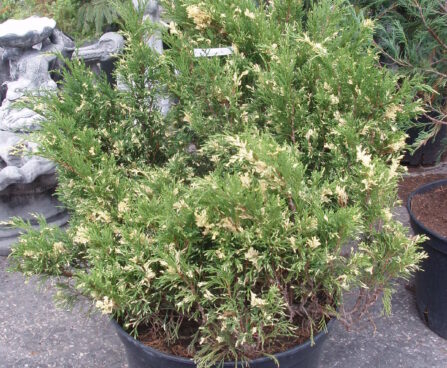 337_253_Jun.sabina_Variegata.JPG