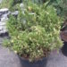 337_253_Jun.sabina_Variegata.JPG