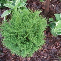 Thuja occidentalis `Danica` harilik elupuu