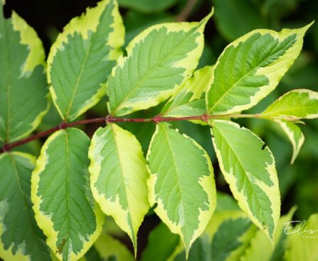 389_9730_Weigela_florida_Nana_Variegata__veigela.jpg