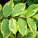 389_9730_Weigela_florida_Nana_Variegata__veigela.jpg