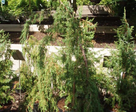 400_612_Juniperus_communis_Horstmann_3.JPG