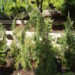 400_612_Juniperus_communis_Horstmann_3.JPG