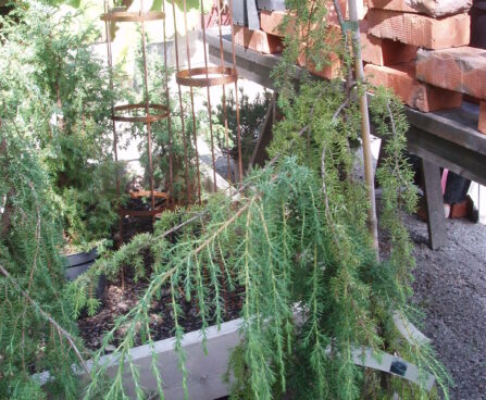 400_614_Juniperus_communis_Horstmann_1.JPG