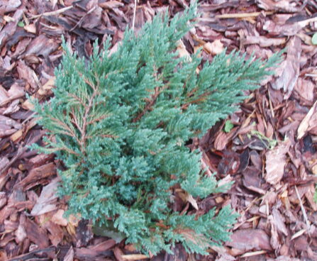 405_624_Junip._Blue_Forest.JPG