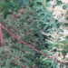500_1270_Cotonest.1.JPG