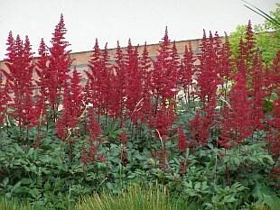 811_1021_Astilbe_Glut.jpg