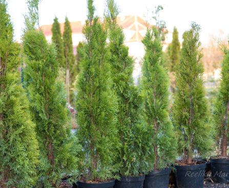 210_6368_Thuja_occidentalis_Smaragd.jpg