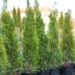 210_6368_Thuja_occidentalis_Smaragd.jpg