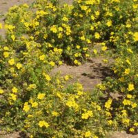 1082_2861_Potentilla_Golden_Dwarf.JPG