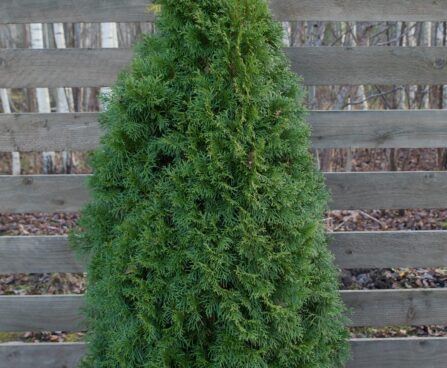 210_6605_Thuja_occidentalis_Smaragd_2.JPG