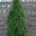 210_6605_Thuja_occidentalis_Smaragd_2.JPG