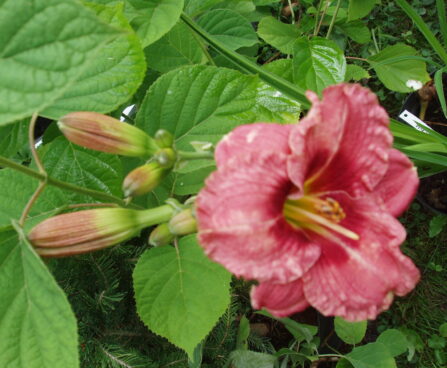 1186_1500_Hemerocallis_Ribbon_Candy5_R.JPG
