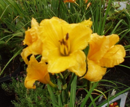 1188_1503_Hemerocallis_Texas_Sunlight1_R.JPG