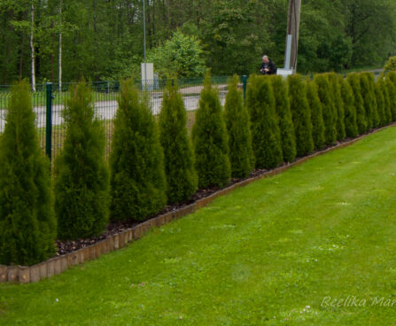 210_8008_Thuja_occidentalis_Smaragd.JPG