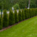 210_8008_Thuja_occidentalis_Smaragd.JPG