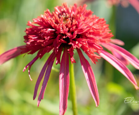 1456_10910_Echinacea_purpurea_Guava_Ice__siilkubar.jpg