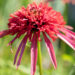 1456_10910_Echinacea_purpurea_Guava_Ice__siilkubar.jpg