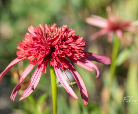 1456_10911_Echinacea_purpurea_Guava_Ice__siilkubar_2.jpg
