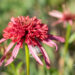 1456_10911_Echinacea_purpurea_Guava_Ice__siilkubar_2.jpg