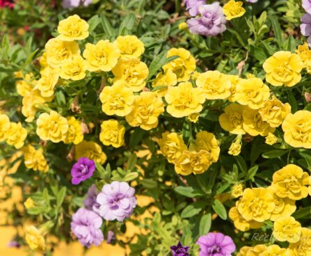 1524_6423_Calibrachoa_x_hybrida_Calita_Double_Yellow_mix.jpg