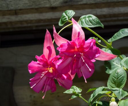 1530_4548_Fuchsia_x_hybrida_Bella_Rosella.jpg