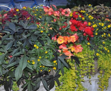 ilubataat, savitaalia, metsvits, begoonia