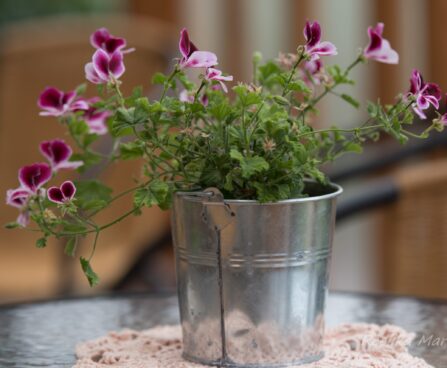 1541_6433_Pelargonium_x_zonale__PAC_Angeleyes_Bicolor.JPG