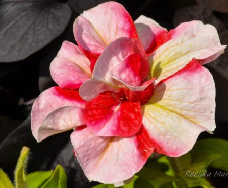 1544_7602_Petunia_Tumbelina_Cherry_Ripple.JPG