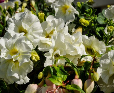 1545_4291_Petunia_Tumbelina_Melissa.jpg