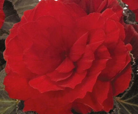 1554_9519_BEG_NonstopMoccaF1_Scarlet_408925.jpg