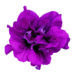 1561_8111_Petunia_Surfinia_Double_Purple_DEF.jpg