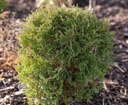 214_6599_Thuja_occidentalis_Tiny_Tim.JPG